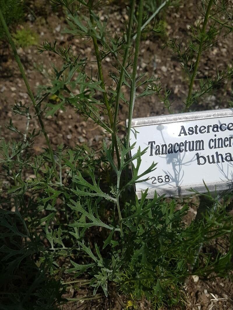 Vrabolček dalmatínsky 13