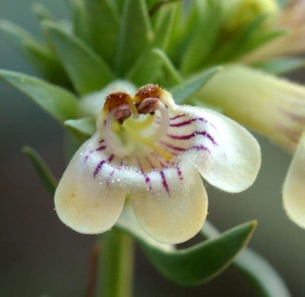 Penstemon deustus 3