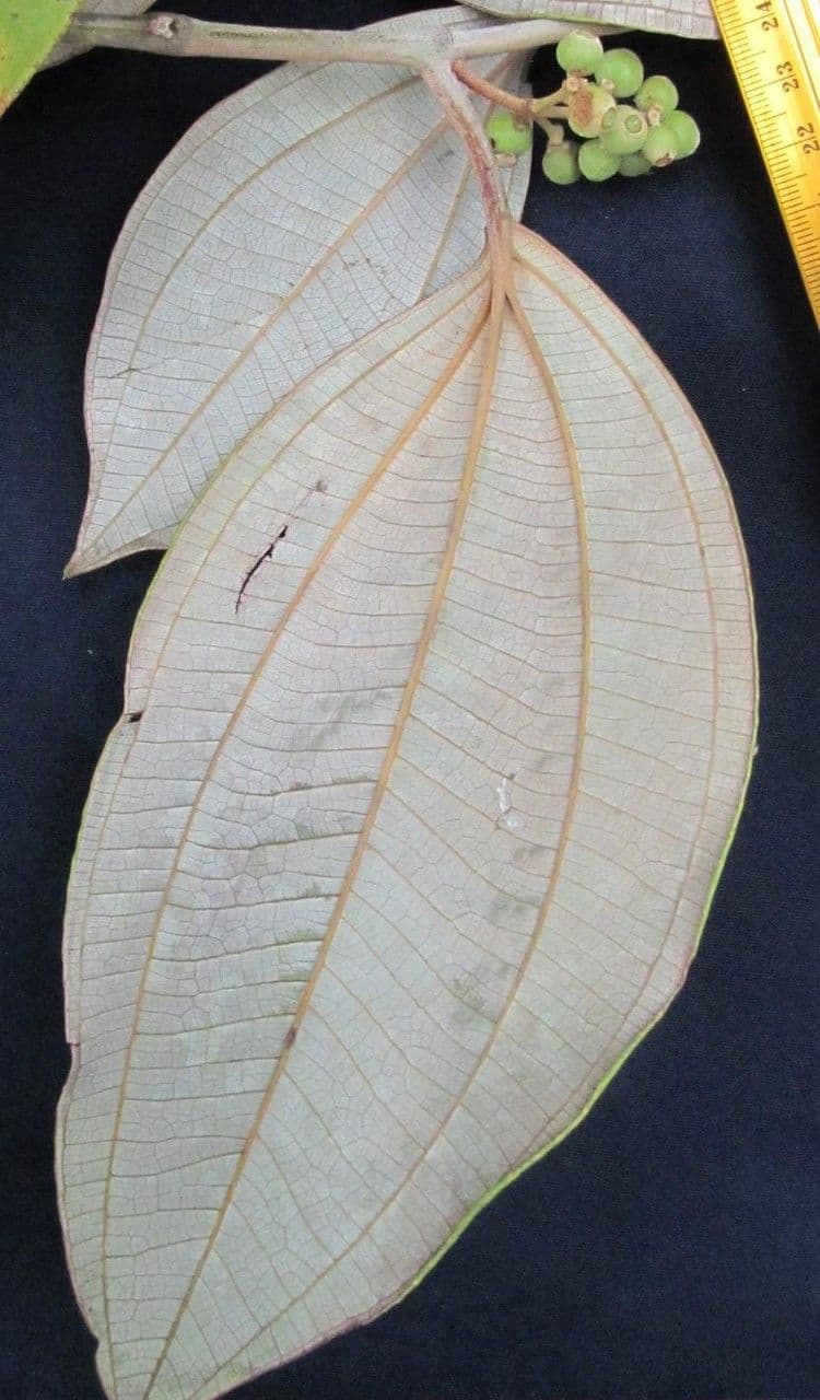 Mikonie 6
