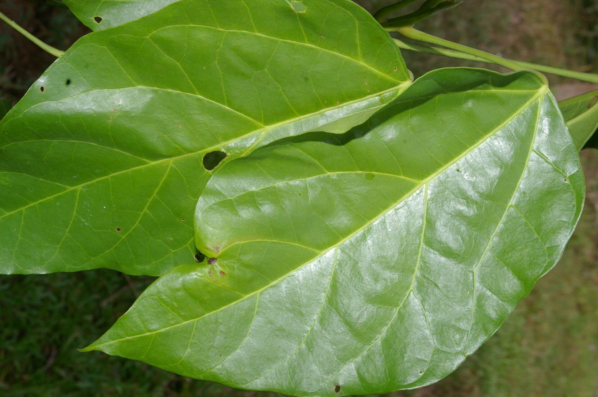 Hernandia 8