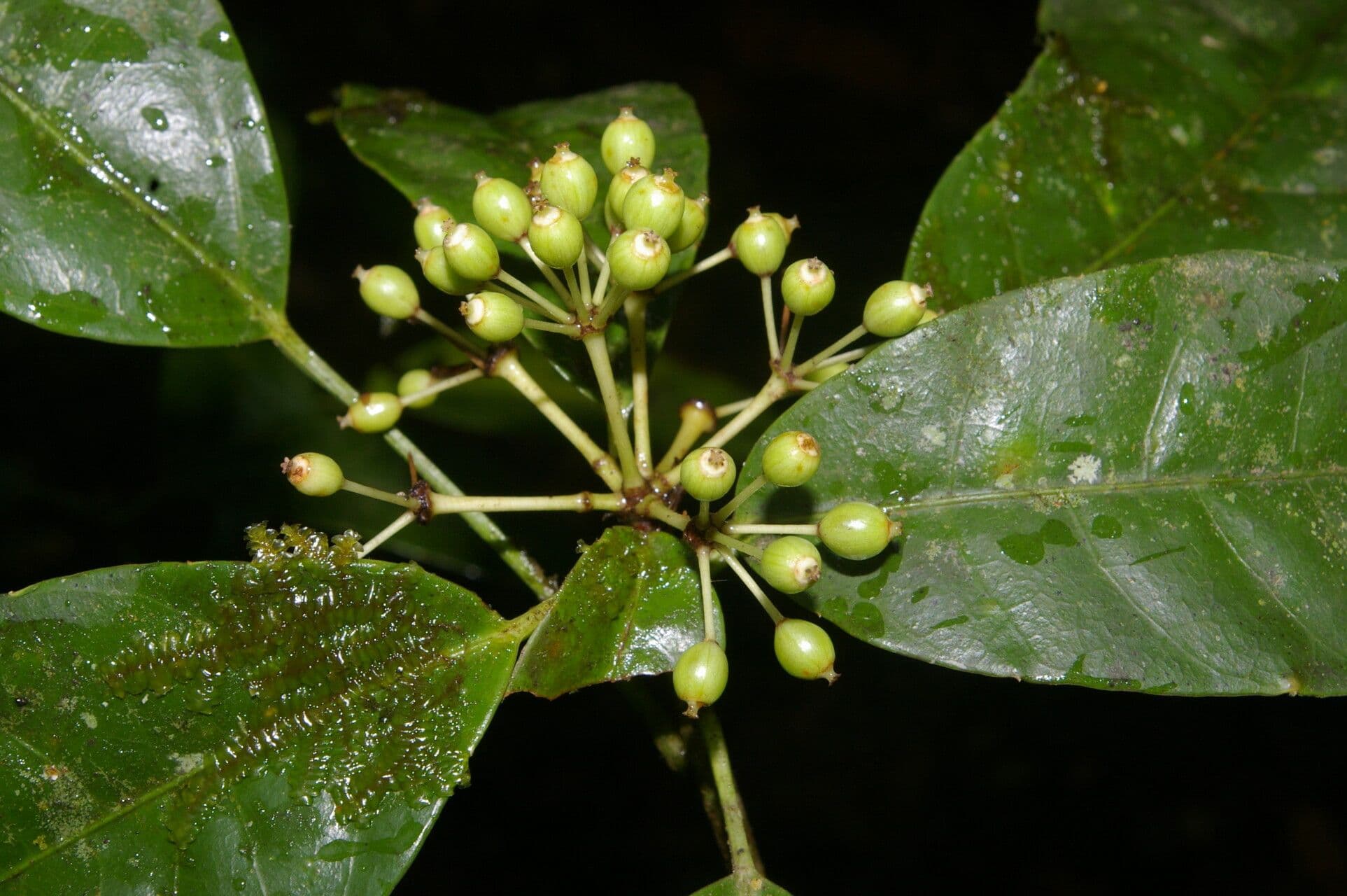 Dendropanax 2