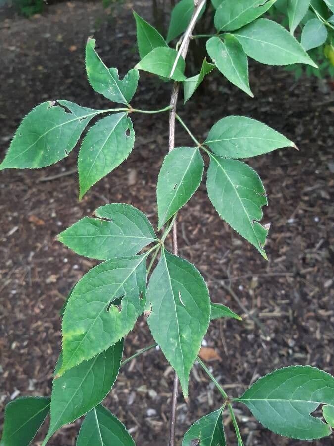 Staphylea bumalda 5