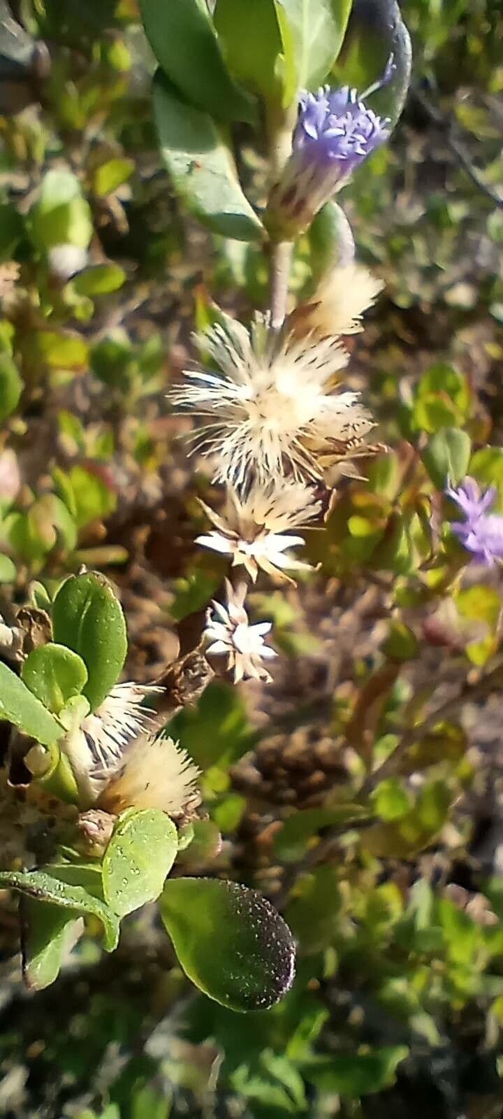 Monardella purpurea 2