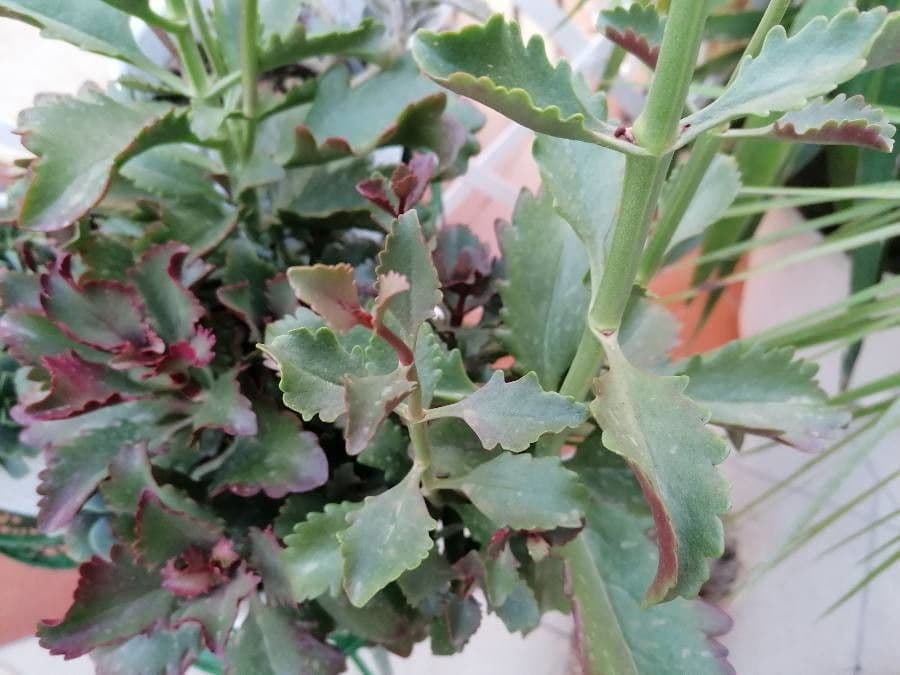 Kalanchoe esagonale 6
