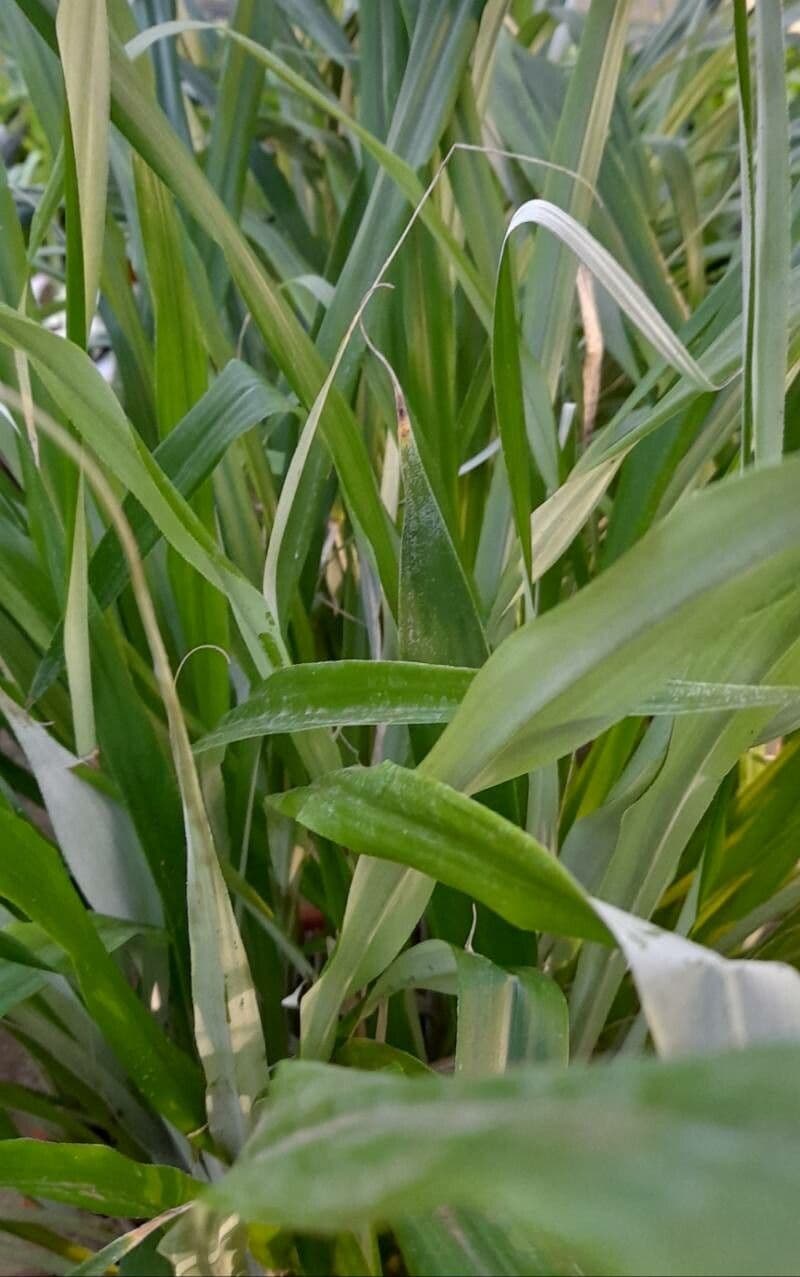 Pitcairnia 3