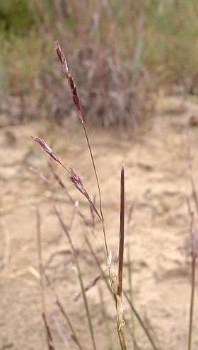 Triplasis purpurea