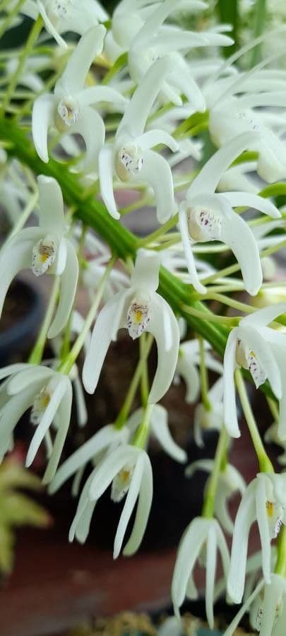 Dendrobium 5