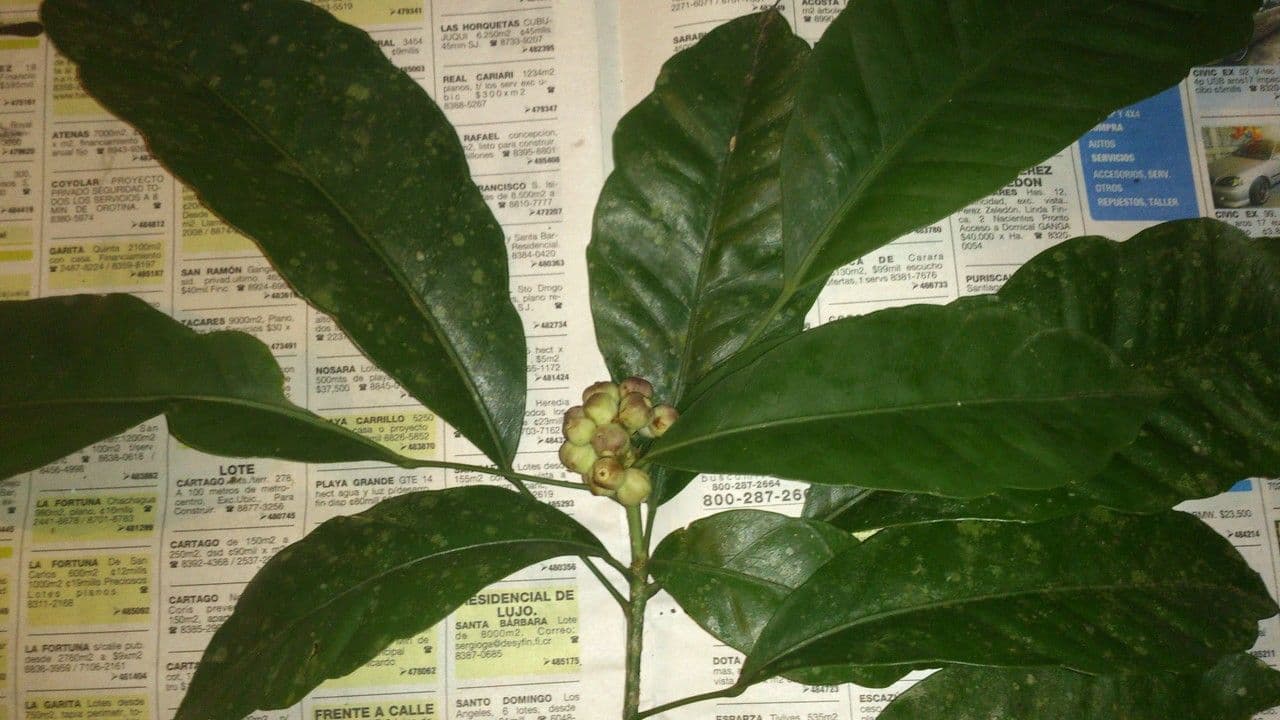 Dendropanax arboreus 15