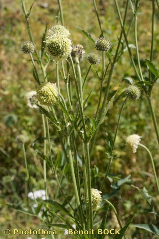 Cephalaria alpina 12