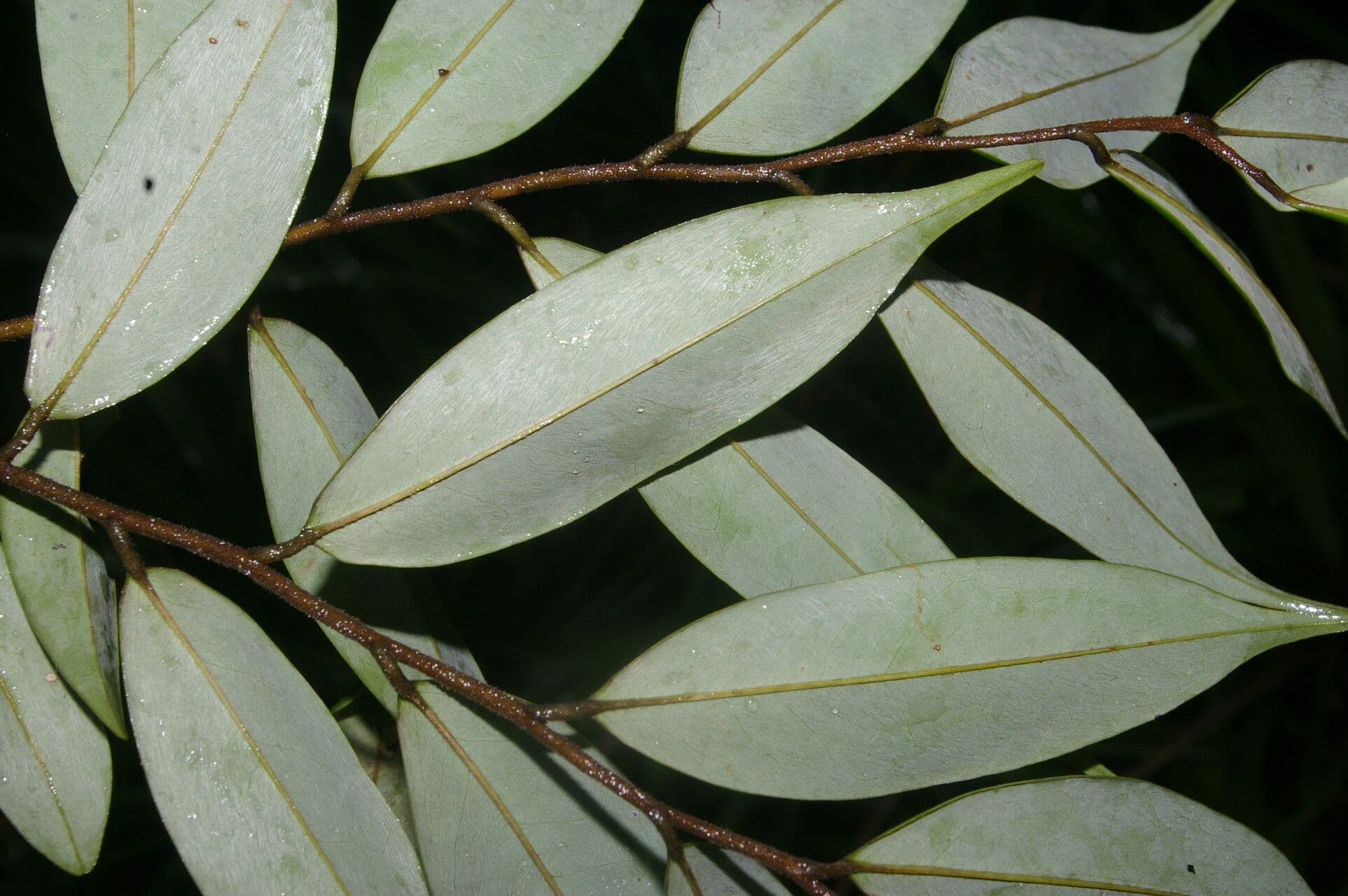 Xylopia 9