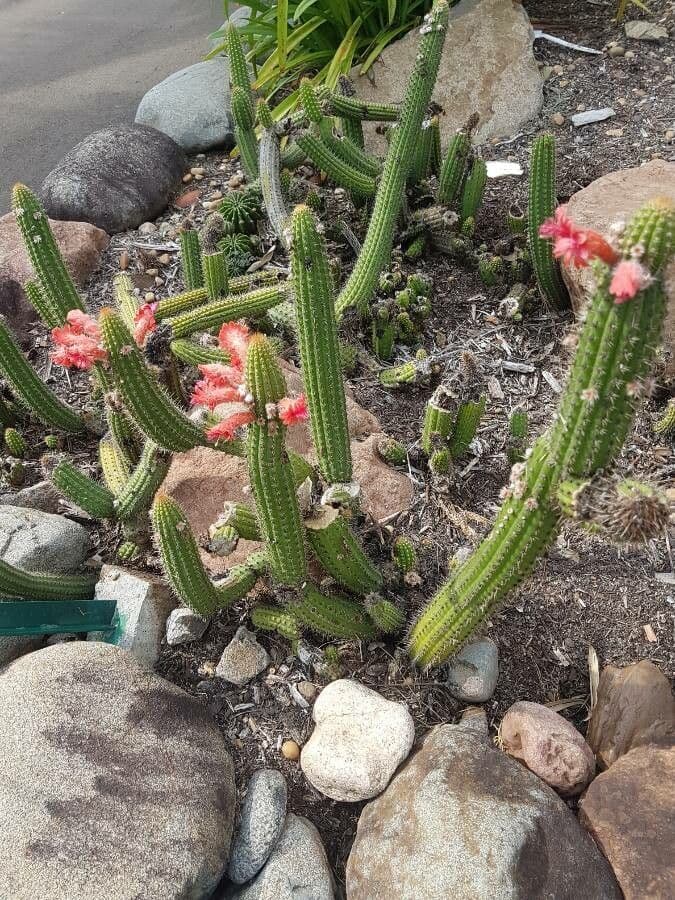 Cleistocactus 8