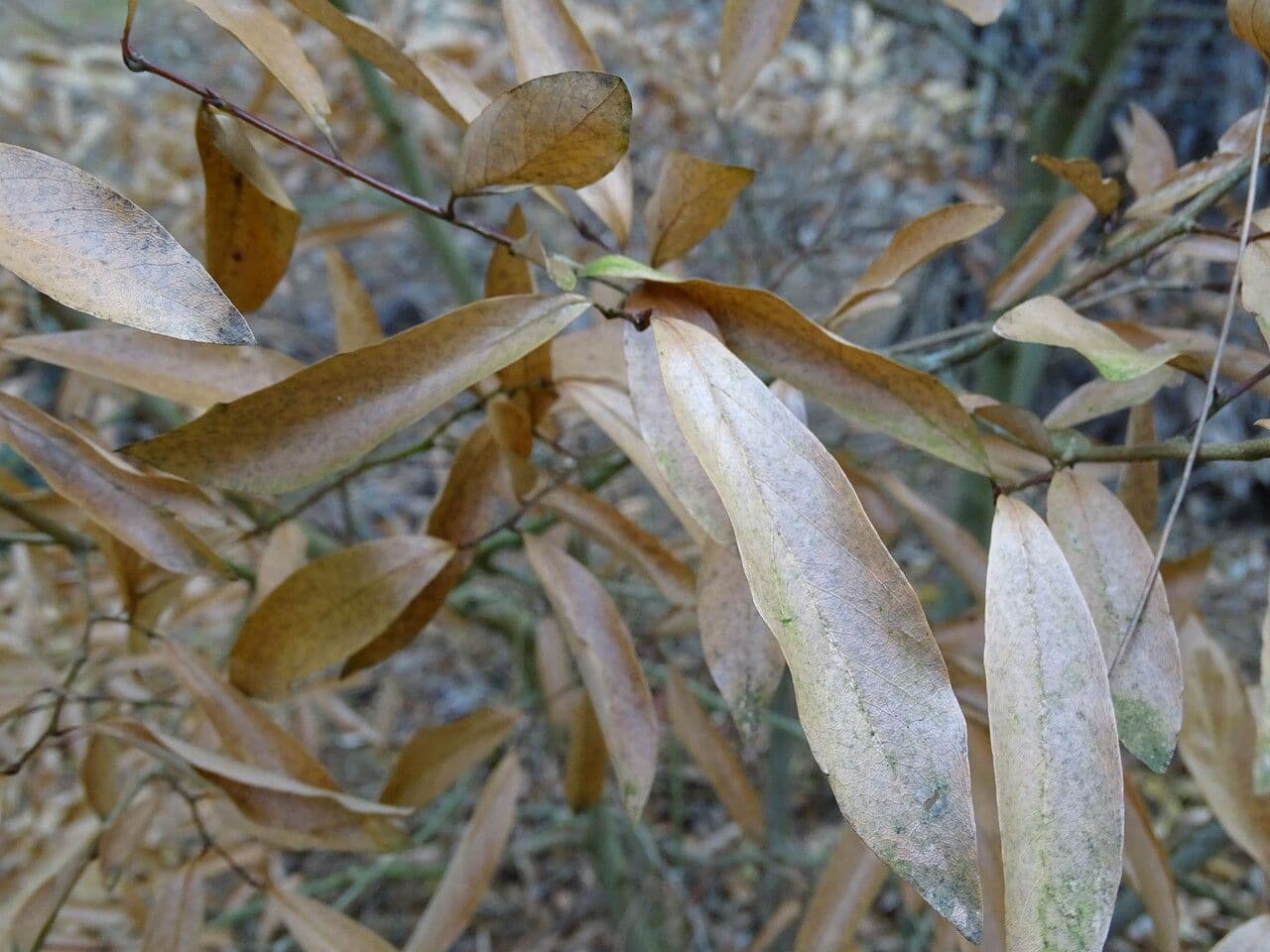 Lindera 2