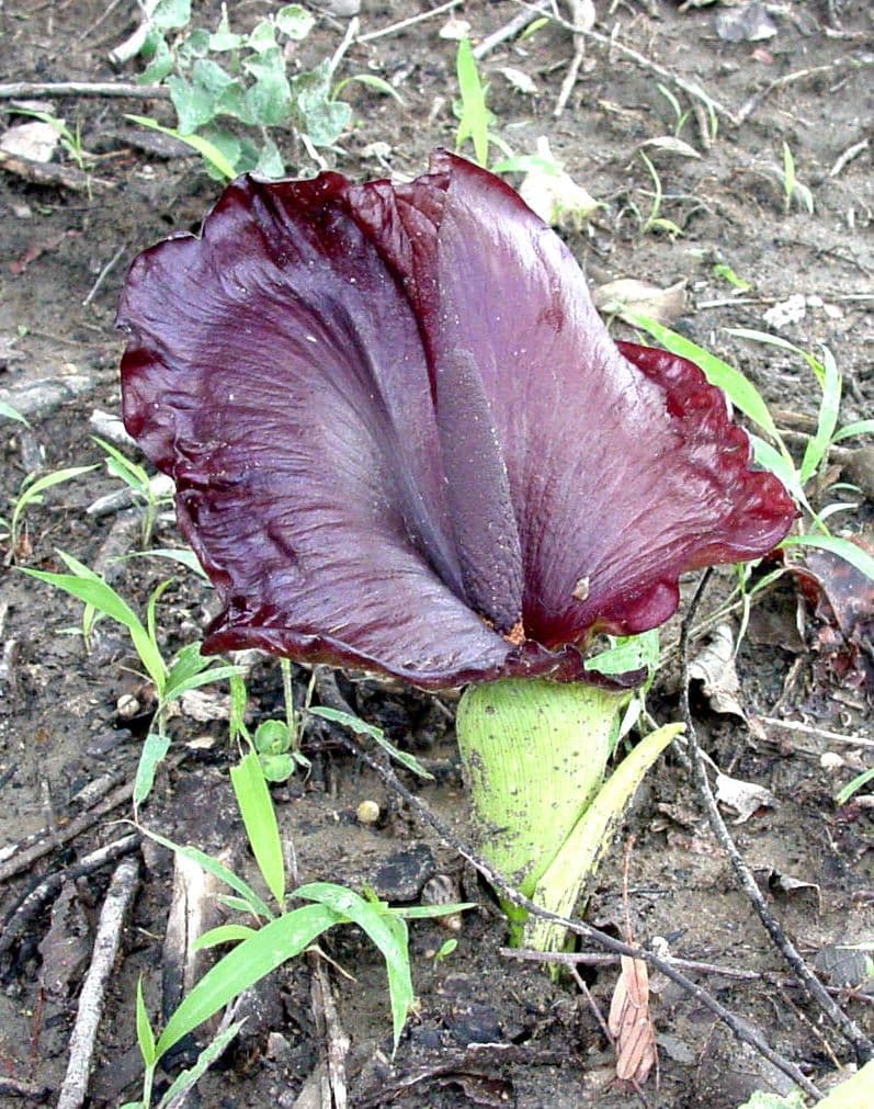 Anchomanes difformis 4
