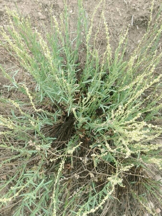 Anarrhinum 9