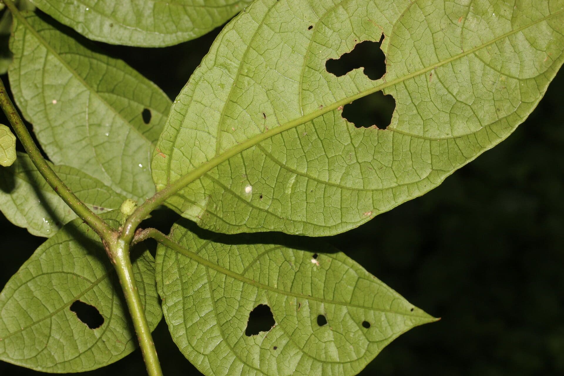 Lycianthes 11