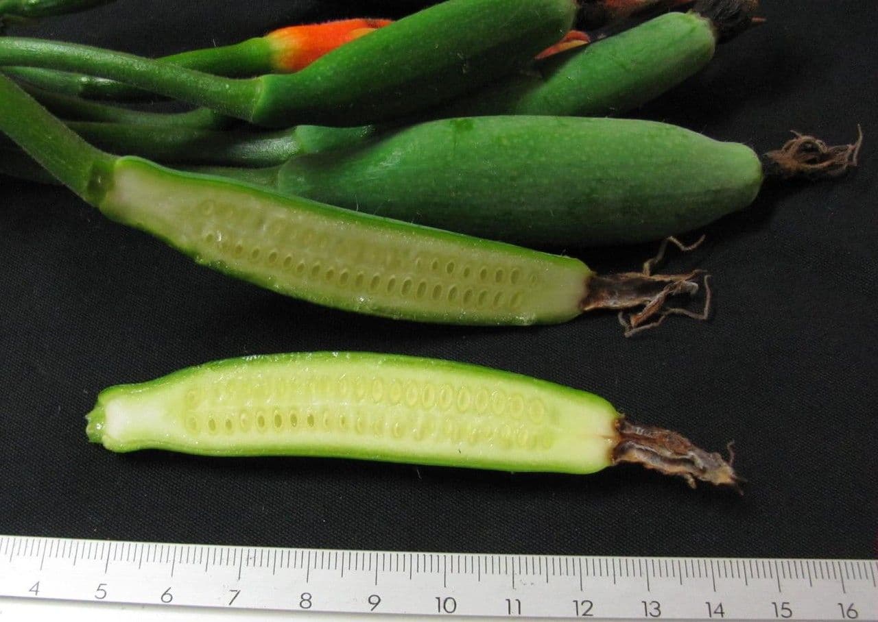Cetriolo della giungla 5