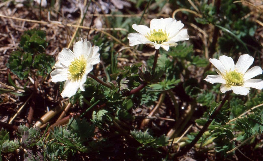 Callianthemum coriandrifolium 3