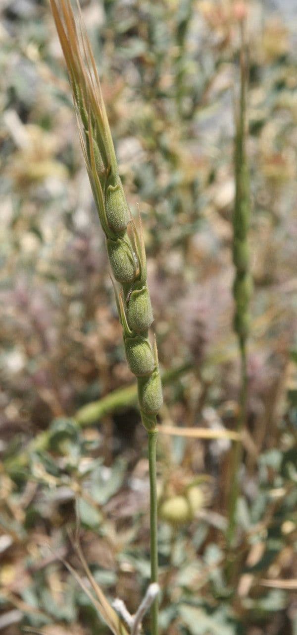 Aegilops 4