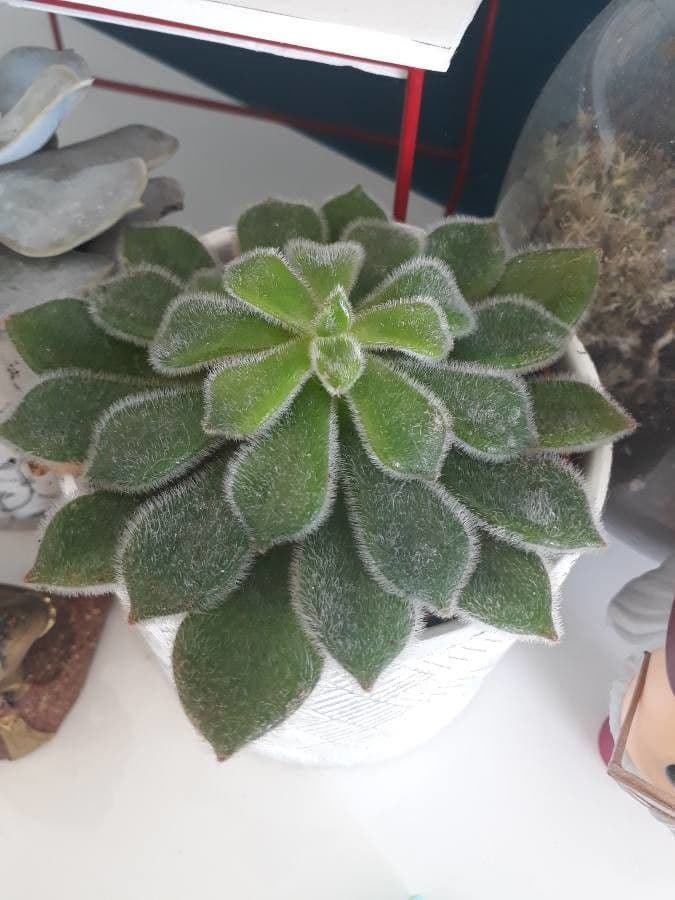 Echeveria 21