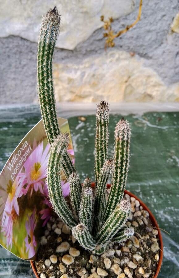 Dahlien-Igelkaktus 11