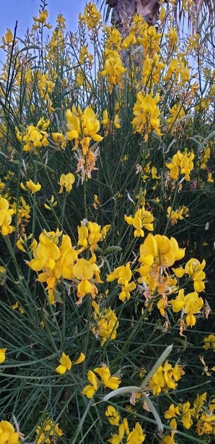 Ginestra radiata 14