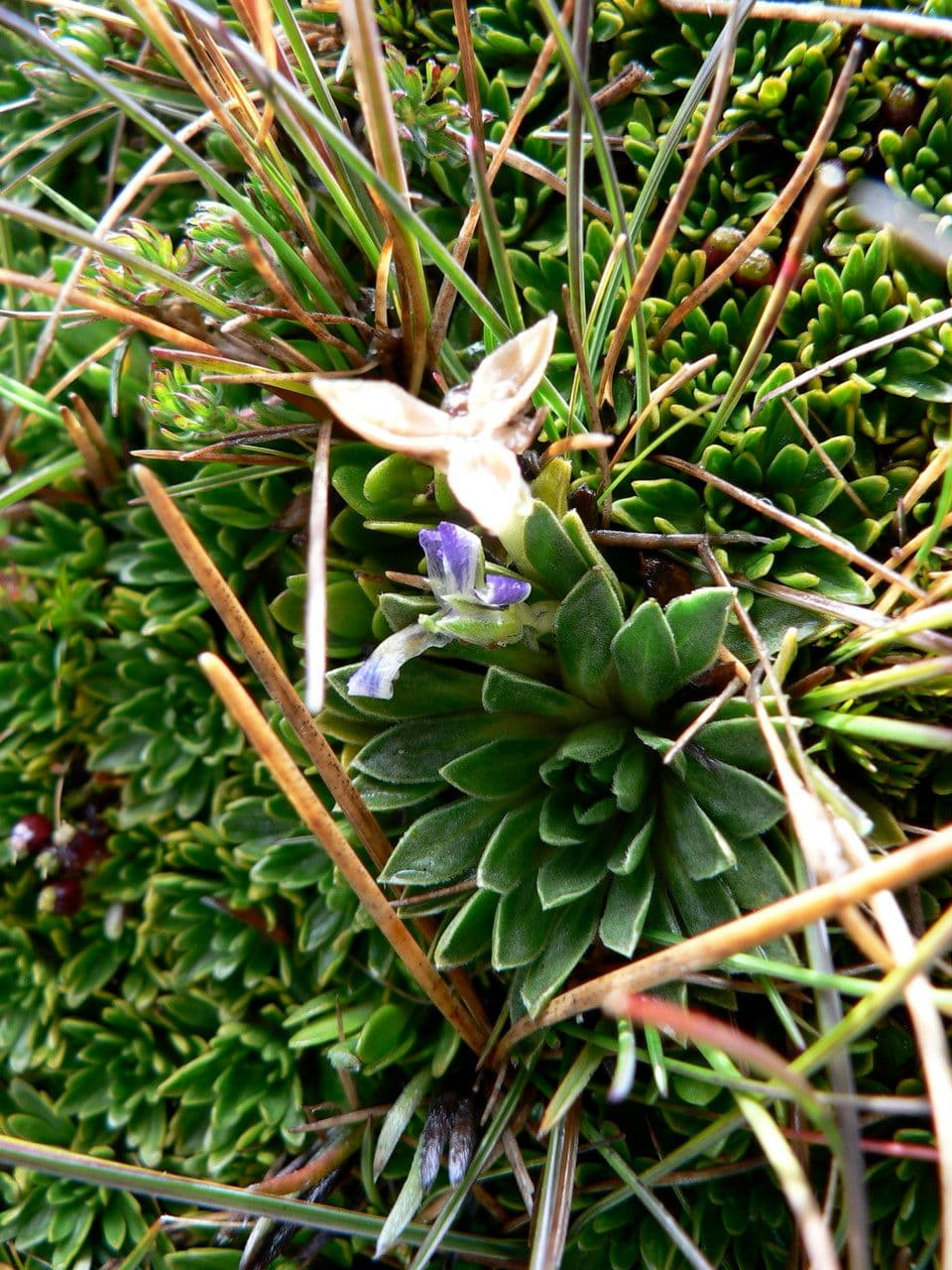 Viola di Bangi 3