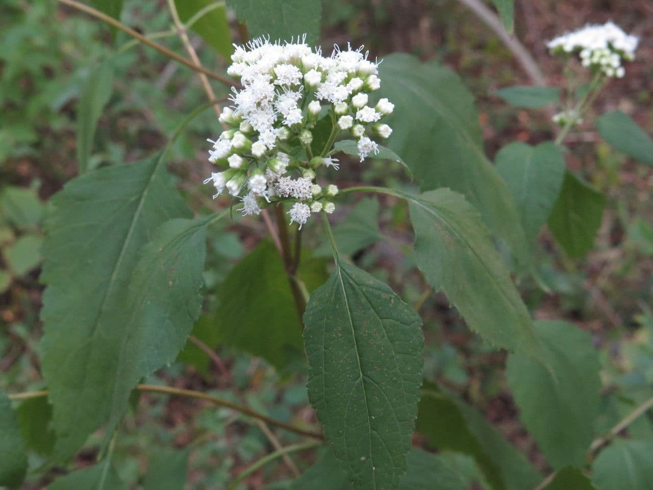 Ageratina aromatica 11