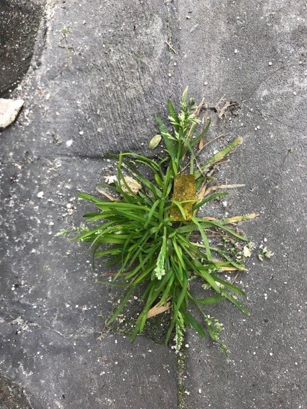 Sclerochloa 15