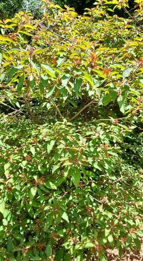 Hamelia 11