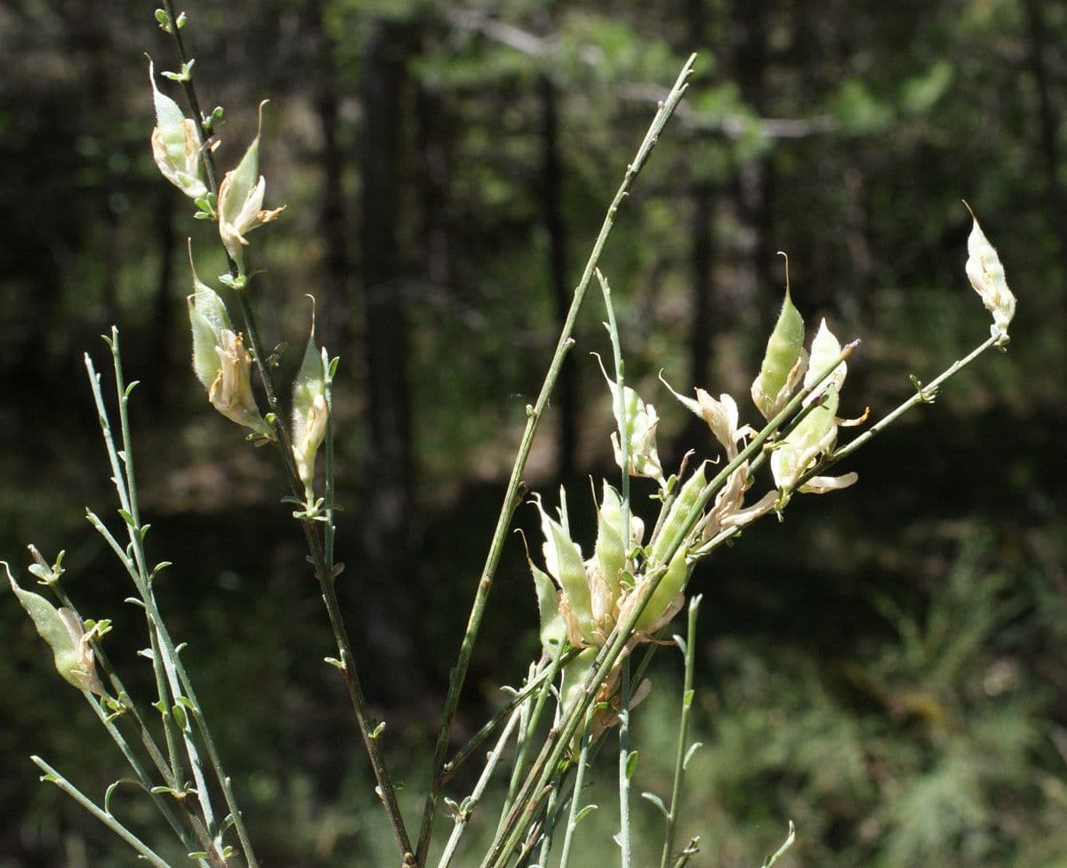 Ginestra cenerina 29