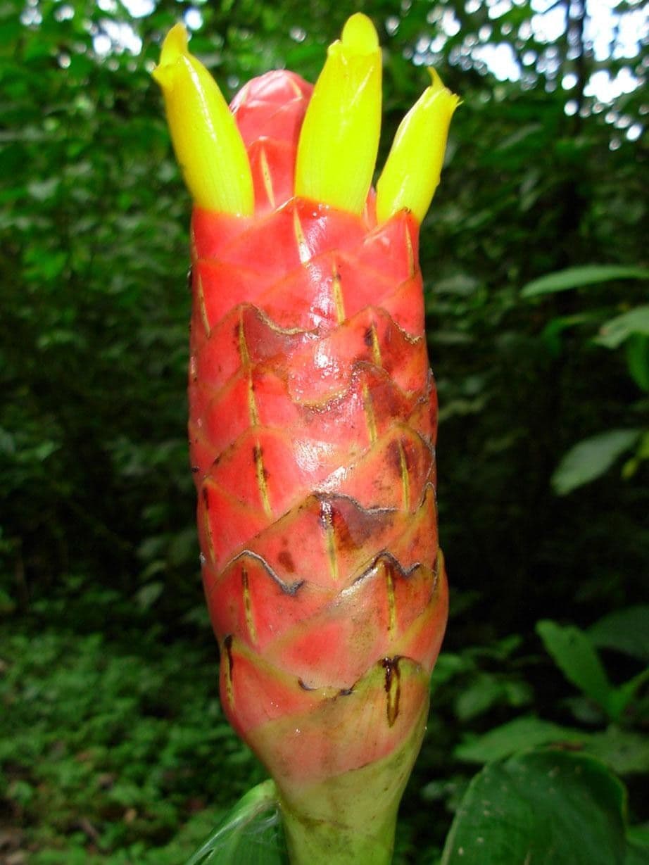 Costus 3