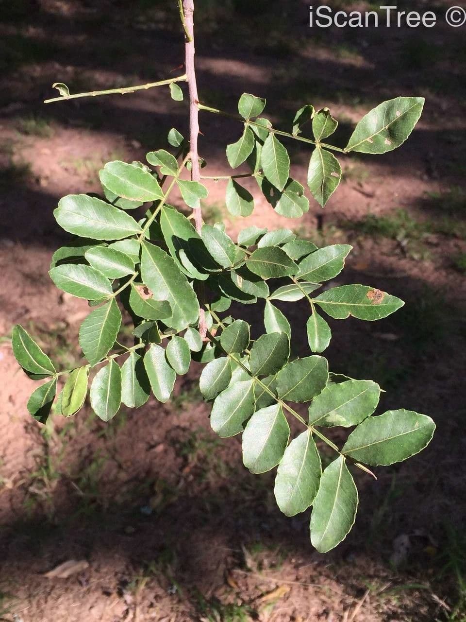Zanthoxylum 12