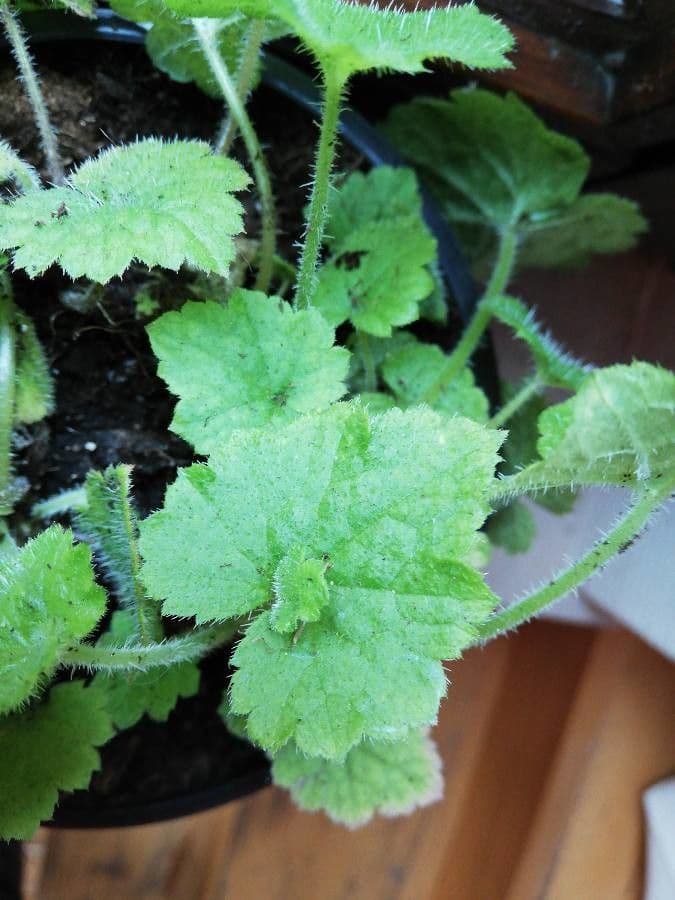 Tolmiea menziesii 7