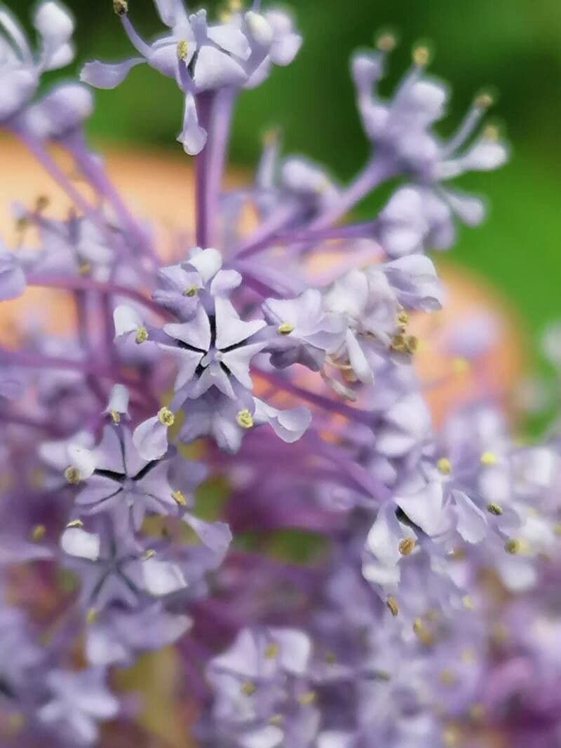 Ceanothus americký 6