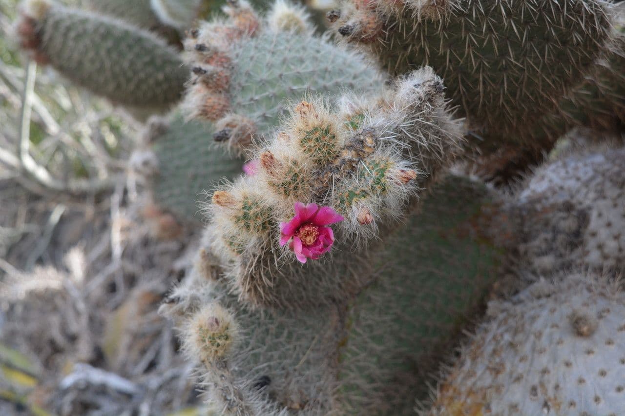 Opuntia pilifera 2
