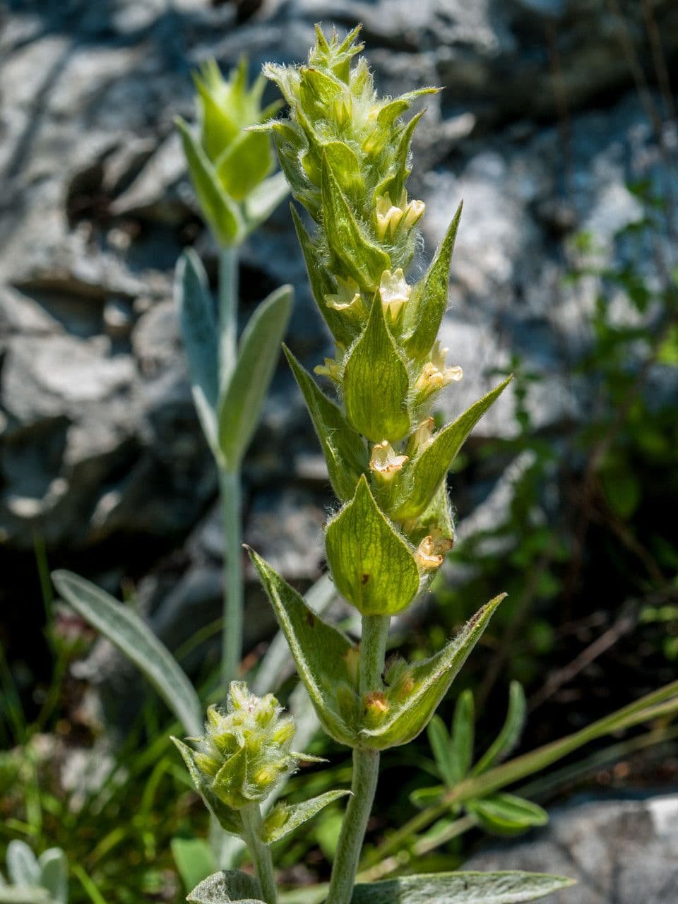 Sideritis dello Scardus 2