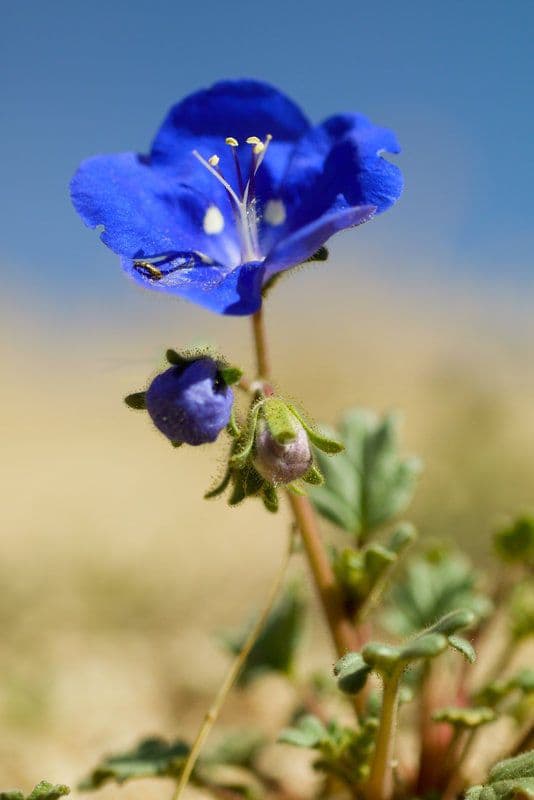 Charlottes Phacelia 4
