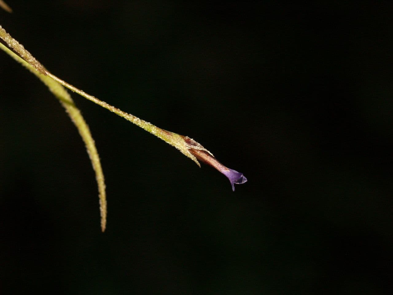 Tillandsia 3