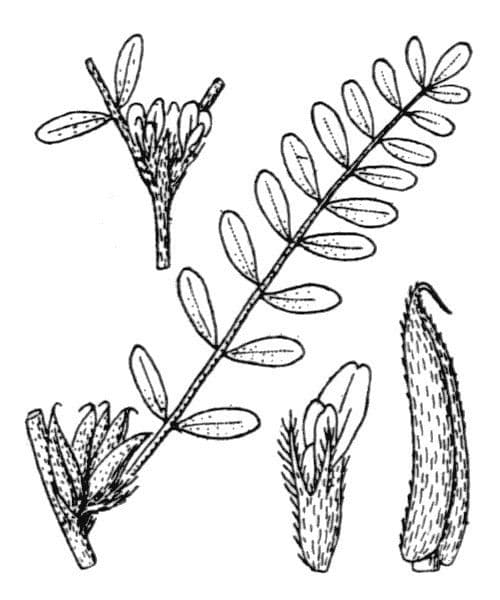 Sesam-Tragant 28