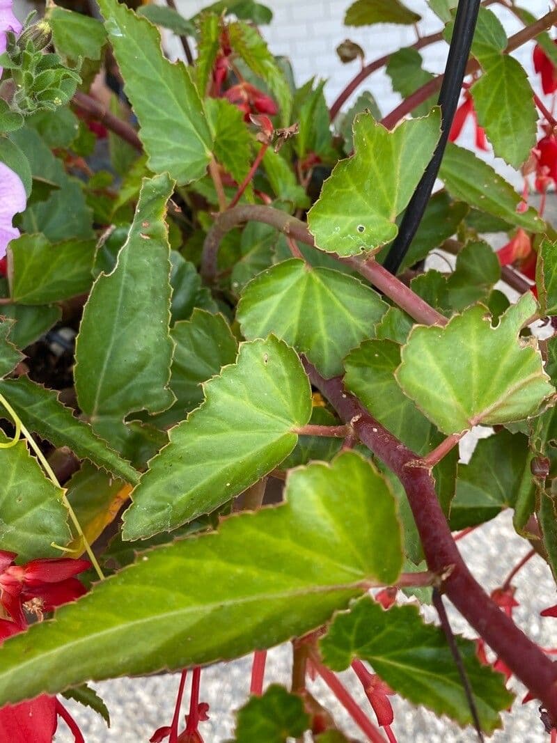 Begonia boliviana 13