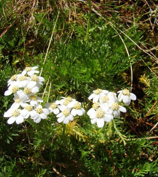 Achillea atrata 10