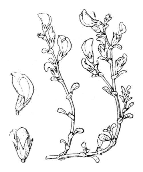 Onide variegata 25