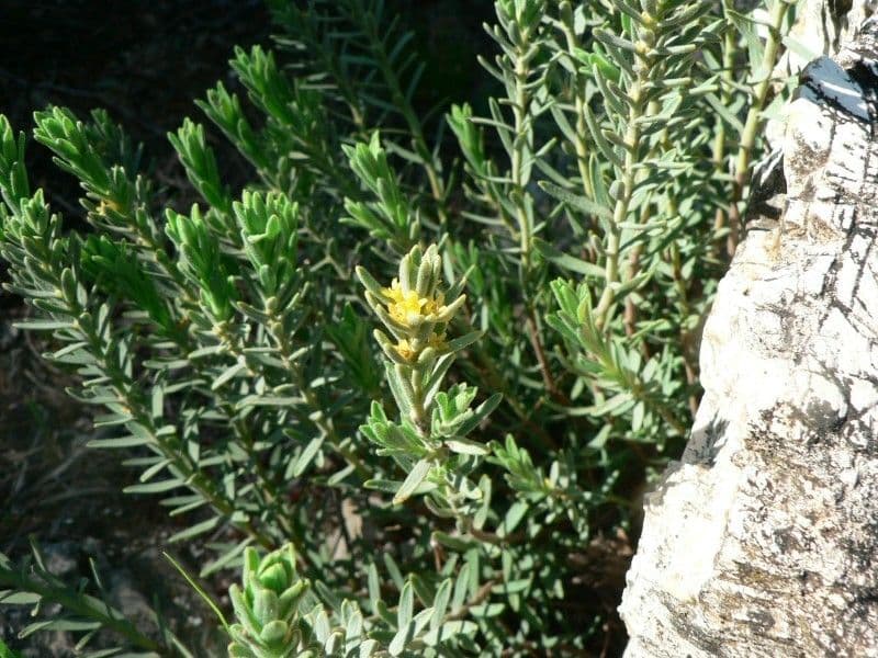 Daphne tinctoria 11