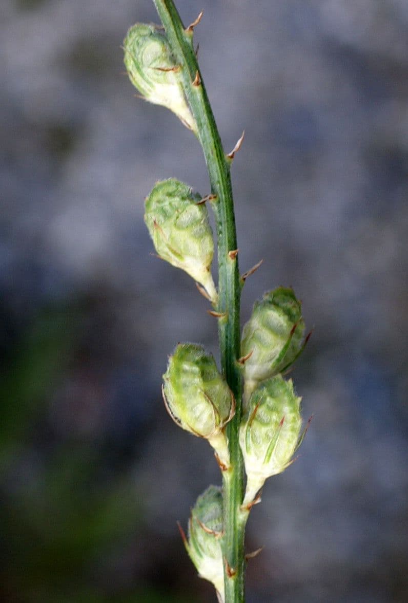 Vičenec ligrus