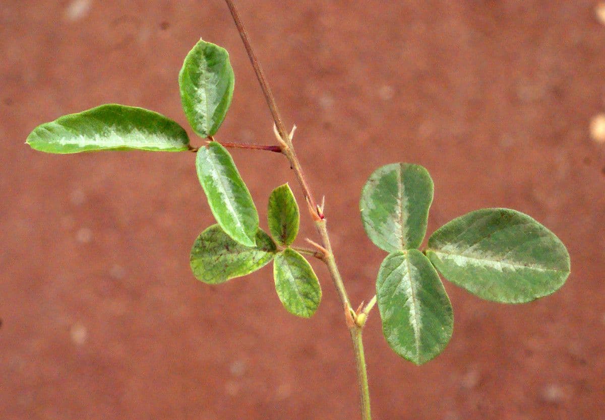 Desmodium 17