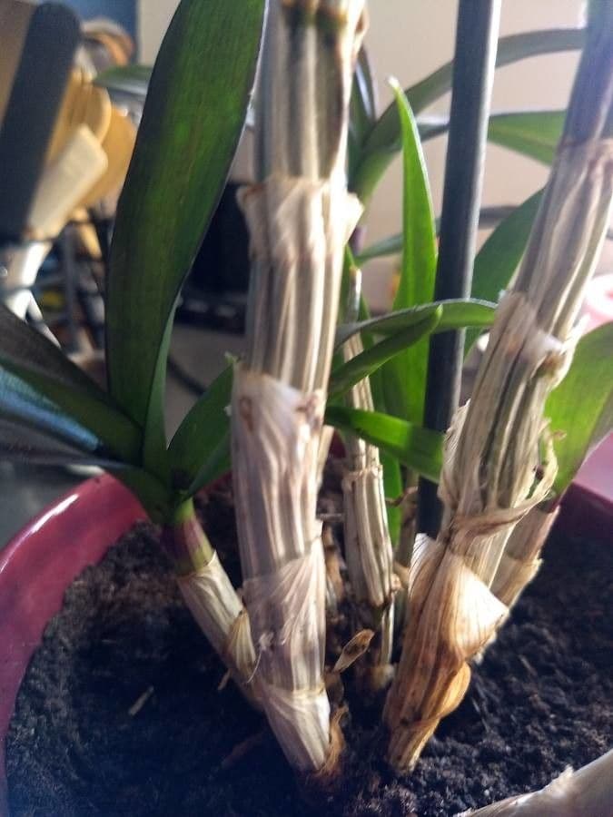 Vavřínovitý dendrobium 17
