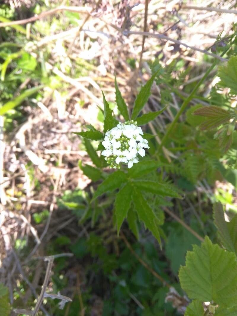 Cardamine bianca