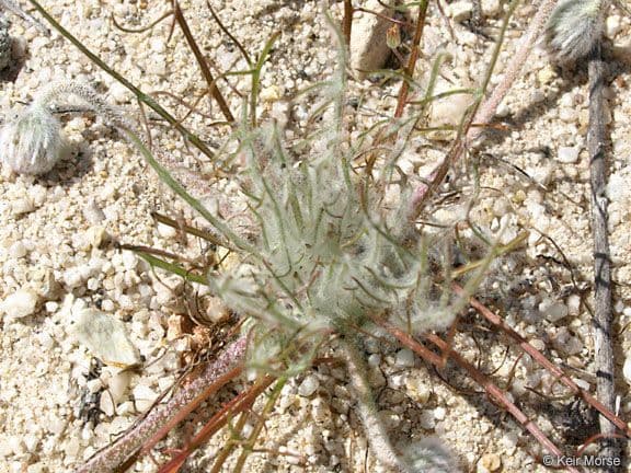 Malacothrix californiana 11