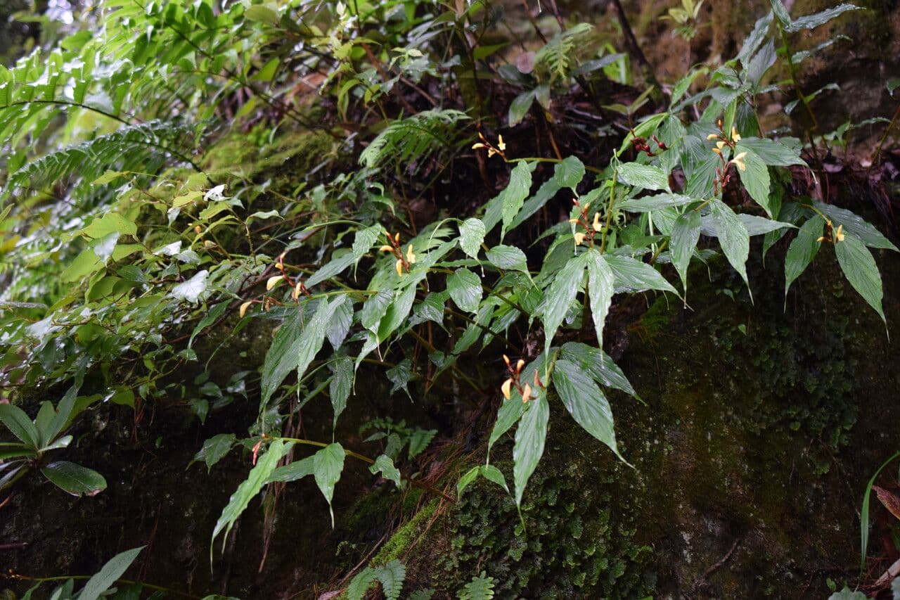Cautleya 11