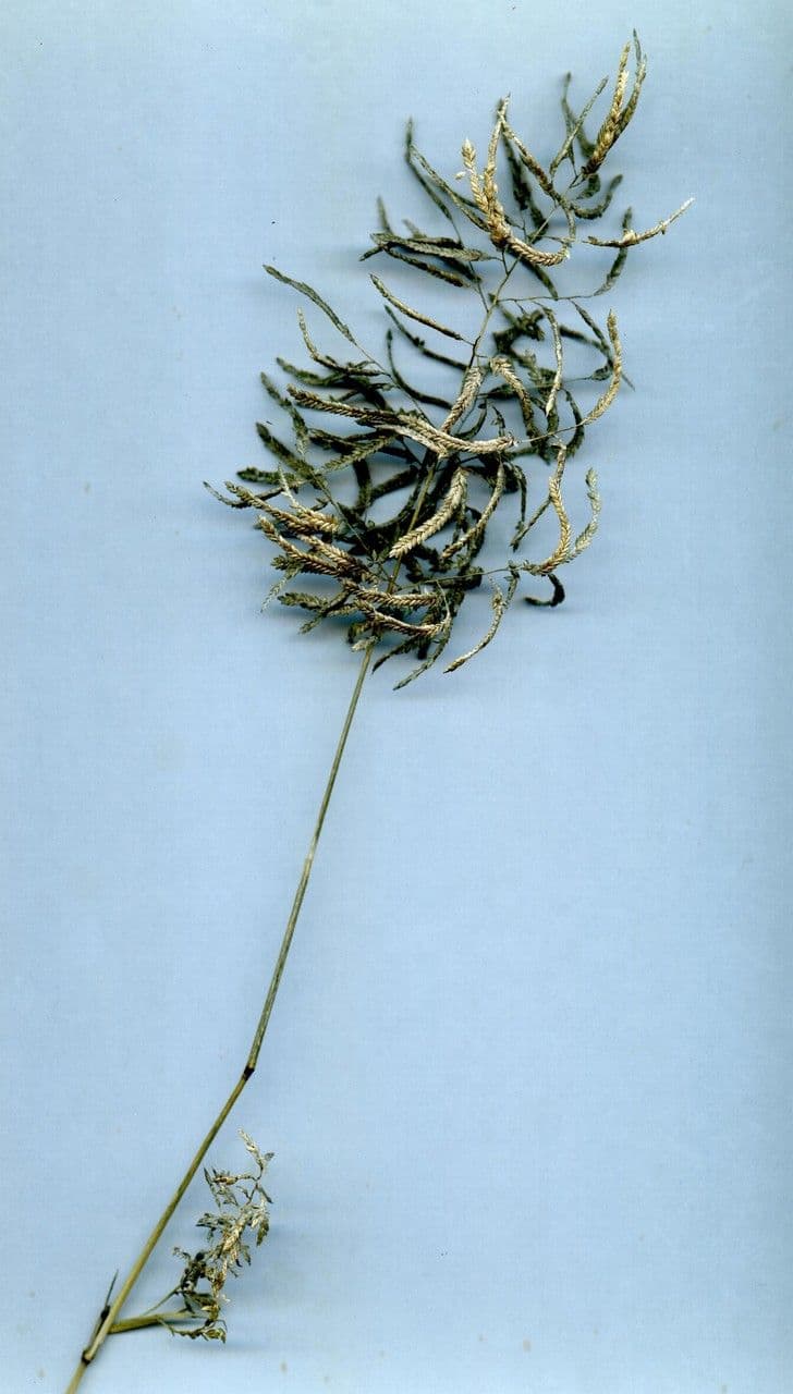 Eragrostis di Barrelier 12